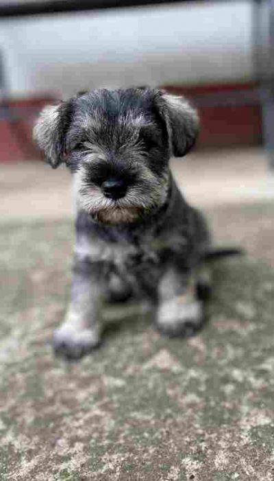 Patuljasti naucer Miniature Schnauzer